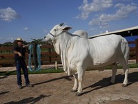 Sapi Termahal di Dunia Punya Pengawal Pribadi, Harganya Miliaran