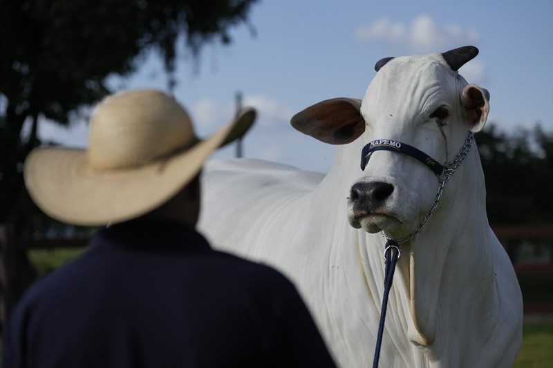Brazil Cash Cow A stockman shows off the Nelore cow known as Viatina-19 at a farm in Uberaba, Minas Gerais state, Brazil, Friday, April 26, 2024. Viatina-19 is the product of years of efforts to raise meatier cows, and is the most expensive cow ever sold at auction, according to Guinness World Records. (AP Photo/Silvia Izquierdo)