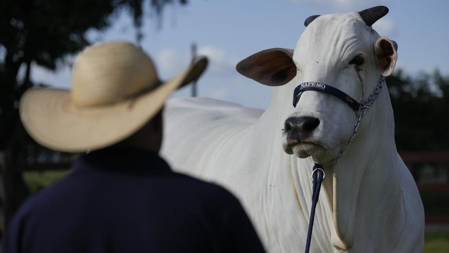 A stockman watches over the Nelore cow known as Viatina-19 at a farm in Uberaba, Minas Gerais state, Brazil, Friday, April 26, 2024Viatina-19 is the product of years of efforts to raise meatier cows, and is the most expensive cow ever sold at auction, according to Guinness World Records. (AP Photo/Silvia Izquierdo)