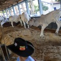 Demi Program Makan Gratis Prabowo, RI Impor 1 Juta Sapi Hingga 2029