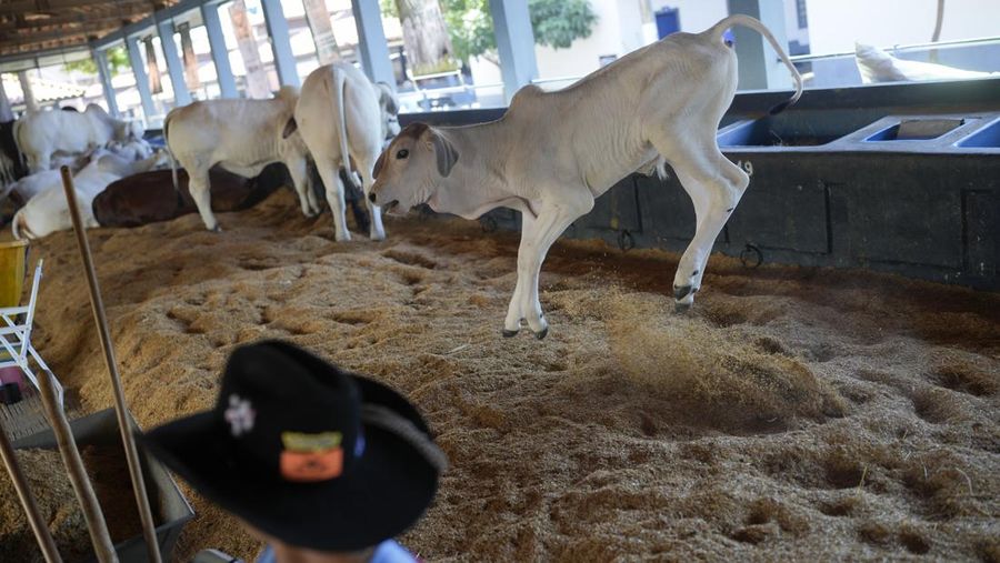 A Zebu cow leaps into the air inside a stable at the ExpoZebu fair in Uberaba, Minas Gerais state, Saturday, April 27, 2024. In Brazil, 80% of the cows are Zebus, a subspecies originating in India with a distinctive hump and dewlap, or folds of draping neck skin. (AP Photo/Silvia Izquierdo)