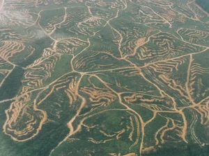 Paru-paru Dunia Kritis, Papua dan Kalimantan Disebut!