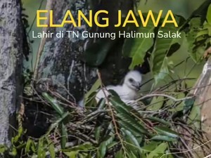 Kabar Baik, Elang Jawa Kembali Lahir di TN Gunung Halimun Salak