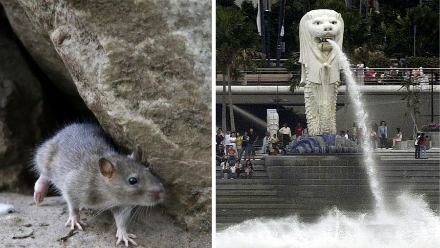 Foto Kombinasi Tikus Merlion (AP Photo)