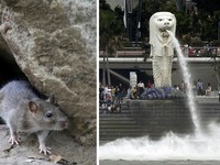 Covid Minggir! Singapura Pening Gegara Tikus, Bikin Warga Ketar-ketir