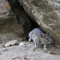 15 Jurus Jitu Mengusir Tikus di Dalam Rumah, Bisa Pakai Kulit Telur