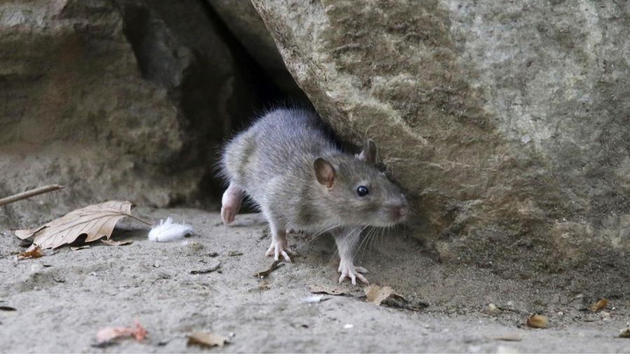 FILE - A rat leaves its burrow at a park in New York City on Sept. 17, 2015. New York City's rat-hating mayor has once again been ticketed for a rat infestation at his Brooklyn property. ( AP Photo/Mary Altaffer, File)