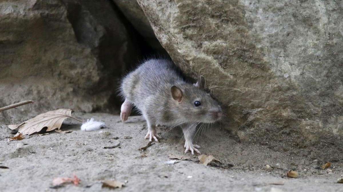 5 Tanaman yang Diam-diam Bisa Mengundang Tikus ke Rumah