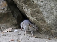 Mengenal Leptospirosis, Diduga Penyebab 6 Nelayan di Merak Meninggal