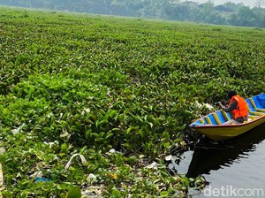 2,9 Ton Sampah Plastik-Eceng Gondok Diangkat dari Waduk Saguling