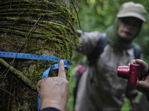 Hari Penjaga Hutan Sedunia 31 Juli: Tujuan dan Cara Merayakannya