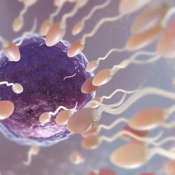 Selama Ini Salah, Manusia Lahir Ternyata Bukan dari Sperma Terkuat