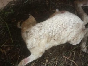 Kata BKSDA soal Teror Hewan Buas yang Serang 8 Domba di Ciamis