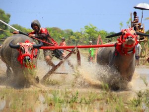 Melihat Barapan Kebo, Tradisi Adu Kecepatan Kerbau ala Sumbawa