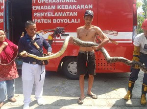 Bikin Sarang di Dalam Pabrik Tahu Boyolali, 2 Ular Piton Ditangkap