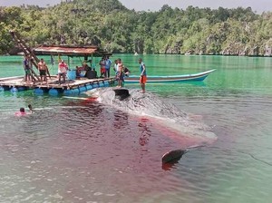 Bangkai Paus Ditemukan di Perairan Raja Ampat, Warga Evakuasi