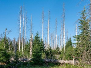 Di Jerman Tinggal 20 Persen Pohon Sehat, di RI Hutan Primer Musnah 27 Persen
