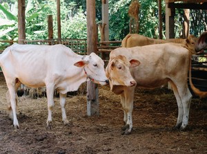 RI Bakal Impor 1,3 Juta Sapi buat Program Makan Bergizi Gratis