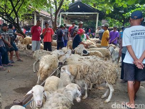 Curhat Pedagang Kambing di Klaten Sepi Omzet Jelang Idul Adha