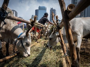 Daftar Harga Sapi Qurban 2024 di Makassar, Cek Rinciannya di Sini!