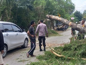 Pohon Besar Tumbang di Kupang, Jalan Timor Raya Macet Total