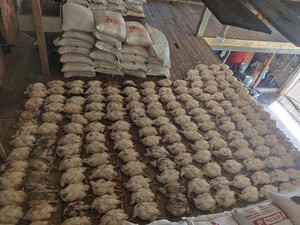 Ratusan Ayam di Ogan Ilir Mati gegara Blackout, Peternak Merugi Puluhan Juta