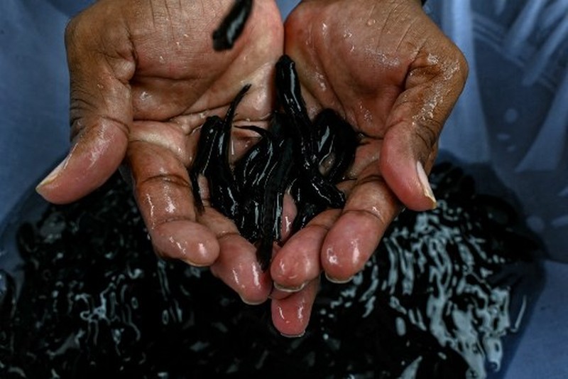 India Fish Medicine An asthma patient is administered a traditional