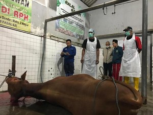 Dispertan Banyuwangi Siapkan Ratusan Juru Sembelih Halal untuk Iduladha