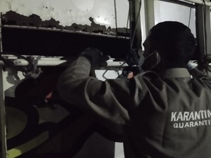 Balai Karantina Sumsel Periksa Ribuan Hewan Kurban Jelang Idul Adha