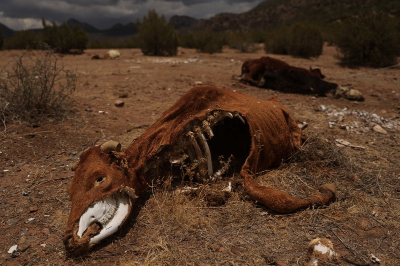Pemandangan menunjukkan bagian dasar Bendungan Abraham Gonzalez yang kering, karena suhu tinggi telah menyebabkan kekeringan hebat, di Guerrero, negara bagian Chihuahua, Meksiko 8 Juni 2024. (REUTERS/Jose Luis Gonzalez)