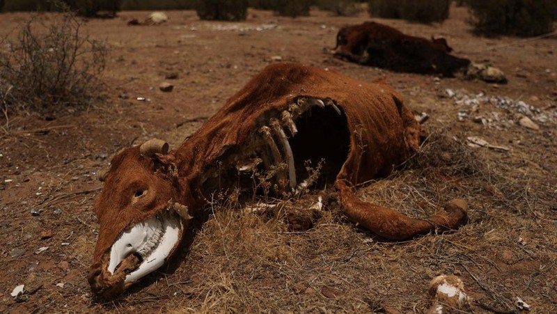 Ribuan ikan mati tergeletak di dasar kering Laguna Bustilos karena suhu tinggi menyebabkan kekeringan hebat, di Anahuac, negara bagian Chihuahua, Meksiko, 7 Juni 2024. (REUTERS/Jose Luis Gonzalez)