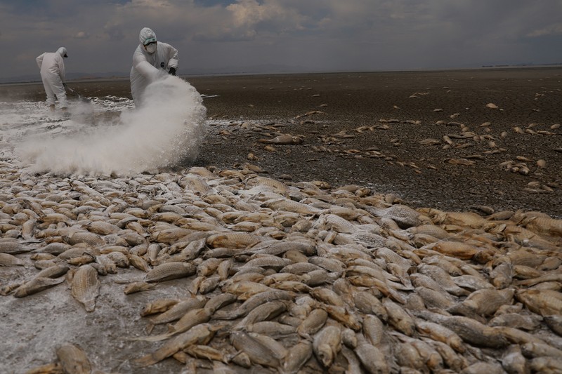 Ribuan ikan mati tergeletak di dasar kering Laguna Bustilos karena suhu tinggi menyebabkan kekeringan hebat, di Anahuac, negara bagian Chihuahua, Meksiko, 7 Juni 2024. Ribuan ikan mati tergeletak di dasar kering Laguna Bustilos karena suhu tinggi menyebabkan kekeringan hebat, di Anahuac, negara bagian Chihuahua, Meksiko, 7 Juni 2024. (REUTERS/Jose Luis Gonzalez)