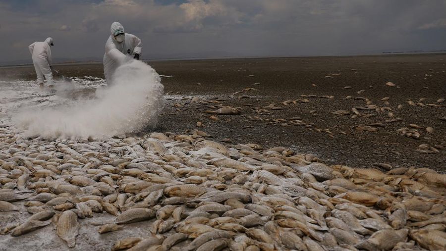 Ribuan ikan mati tergeletak di dasar kering Laguna Bustilos karena suhu tinggi menyebabkan kekeringan hebat, di Anahuac, negara bagian Chihuahua, Meksiko, 7 Juni 2024. (REUTERS/Jose Luis Gonzalez)
