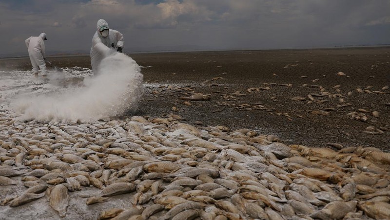 Ribuan ikan mati tergeletak di dasar kering Laguna Bustilos karena suhu tinggi menyebabkan kekeringan hebat, di Anahuac, negara bagian Chihuahua, Meksiko, 7 Juni 2024. (REUTERS/Jose Luis Gonzalez)