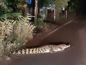 Warga Dihebohkan Buaya Muara Melintas di Jalanan Banyuasin
