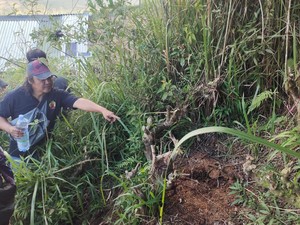 Tanam Ganja di Kebun Teh, Pria Garut Diringkus Polisi
