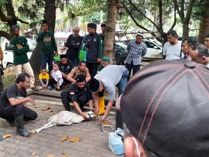 Jelang Idul Adha, Ratusan Juru Jagal Klaten Ikuti Praktik Sembelih Sapi