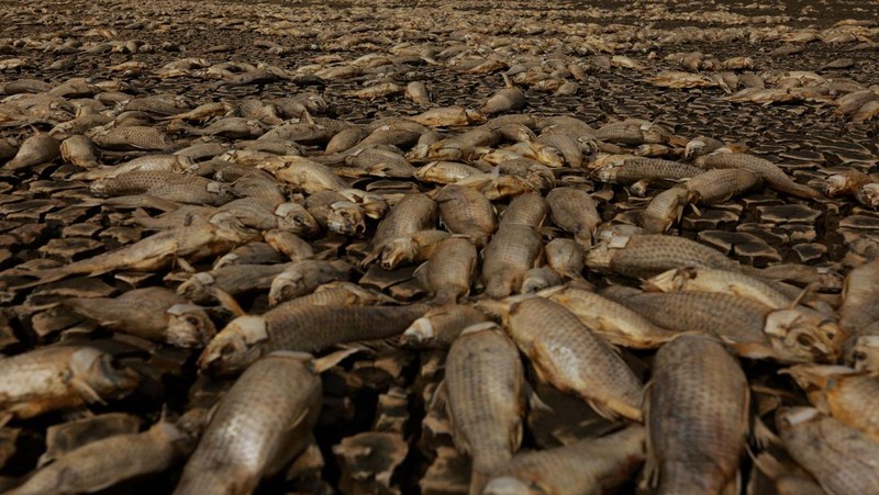 Ribuan ikan mati tergeletak di dasar kering Laguna Bustilos karena suhu tinggi menyebabkan kekeringan hebat, di Anahuac, negara bagian Chihuahua, Meksiko, 7 Juni 2024. (REUTERS/Jose Luis Gonzalez)
