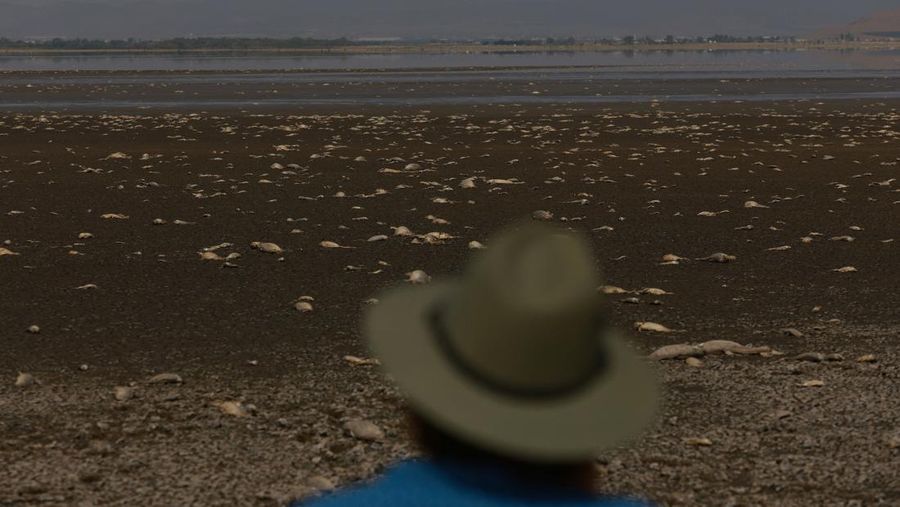 Ribuan ikan mati tergeletak di dasar kering Laguna Bustilos karena suhu tinggi menyebabkan kekeringan hebat, di Anahuac, negara bagian Chihuahua, Meksiko, 7 Juni 2024. (REUTERS/Jose Luis Gonzalez)