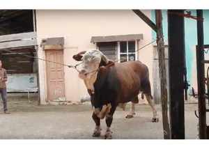 Wujud Si Bule Sapi Kurban Jokowi di Palembang Seberat 1,1 Ton