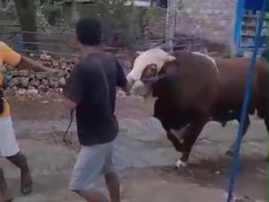 Penampakan Sapi Limosin Penyeruduk Tuannya hingga Tewas di Gunungkidul