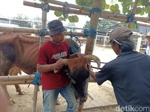 Jasa Salon Sapi di Blitar Laris Manis Jelang Idul Adha