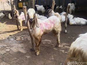 Jelang Idul Adha, Dharma Jaya Pastikan Stok Hewan Kurban di Jakarta Cukup