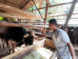 Berkah Bagi Wari, Sapi Kurbannya Laku Keras Jelang Idul Adha
