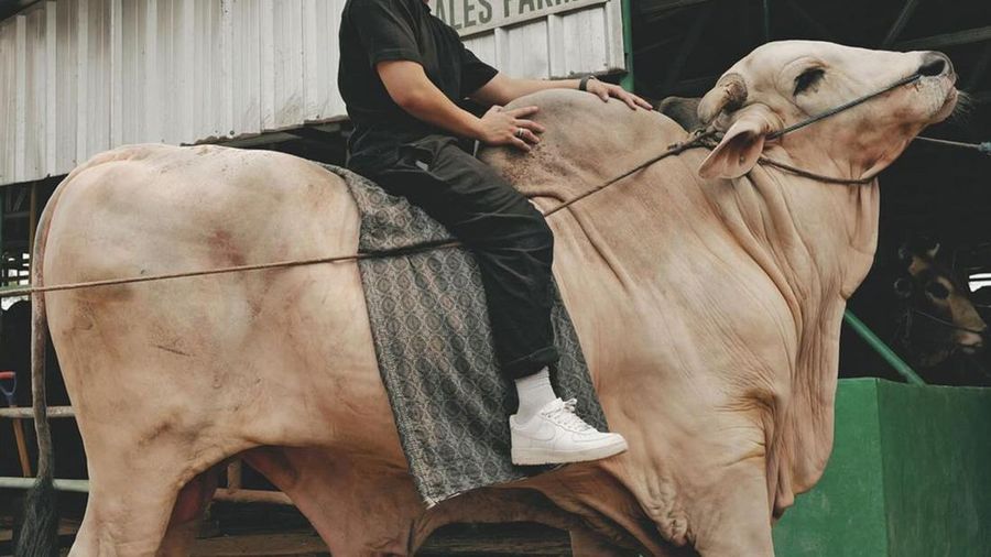 YouTuber sekaligus selebritis Atta Halilintar mengunggah Sapi raksasa dari peternakan sapi miliknya yang bernama Ameena Lestari atau Ales Farm yang dipesan oleh Presiden Joko Widodo dan Presiden terpilih Prabowo Subianto. (Instagram @attahalilintar)
