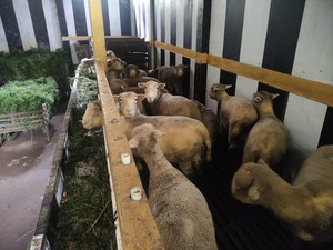 Bersiap Hadapi Banjir Kurban, Dusun Krajan Mulai Kumpulkan Rumput