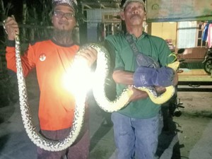 Kagetnya Siti Mau Sikat Gigi Malah Ketemu Ular Kobra di Kamar Mandi