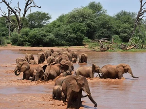 Ternyata Gajah Afrika Manggil Nama Satu Sama Lain