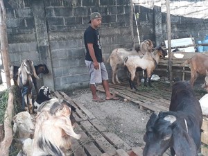 Penjualan Hewan Kurban di Lubuklinggau Sepi, Pedagang Atur Strategi