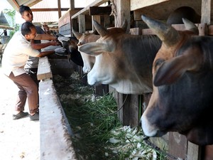 Syarat dan Larangan dalam Berkurban